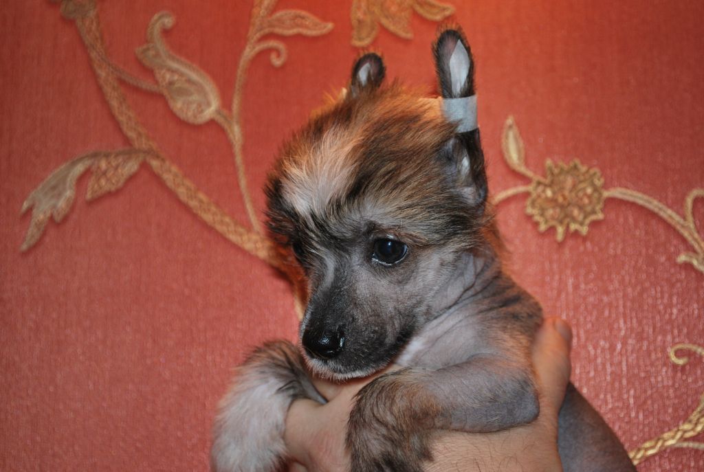 Aretxagako Ametsa Allegro Brillante