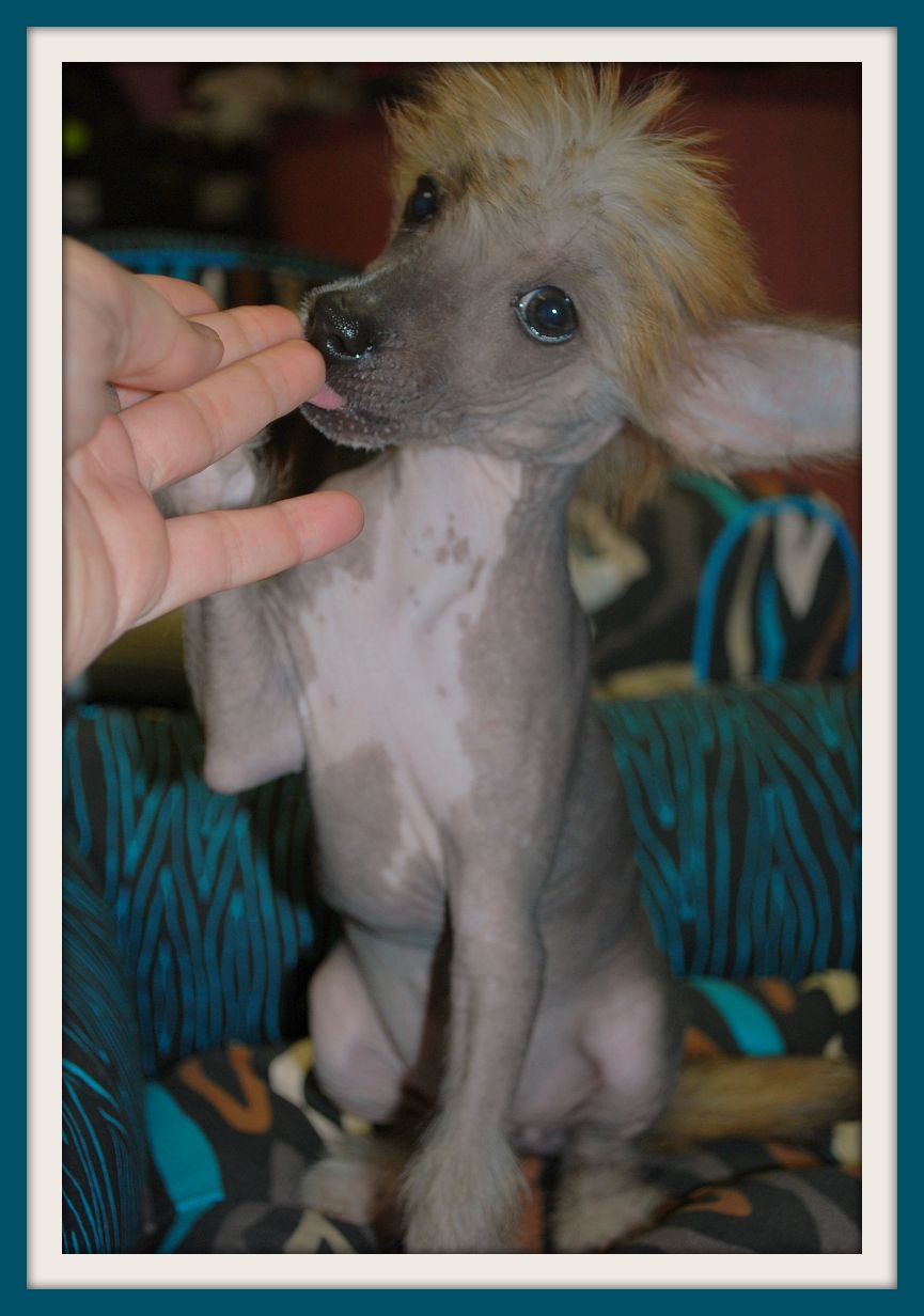 Aretxagako Ametsa Adagio