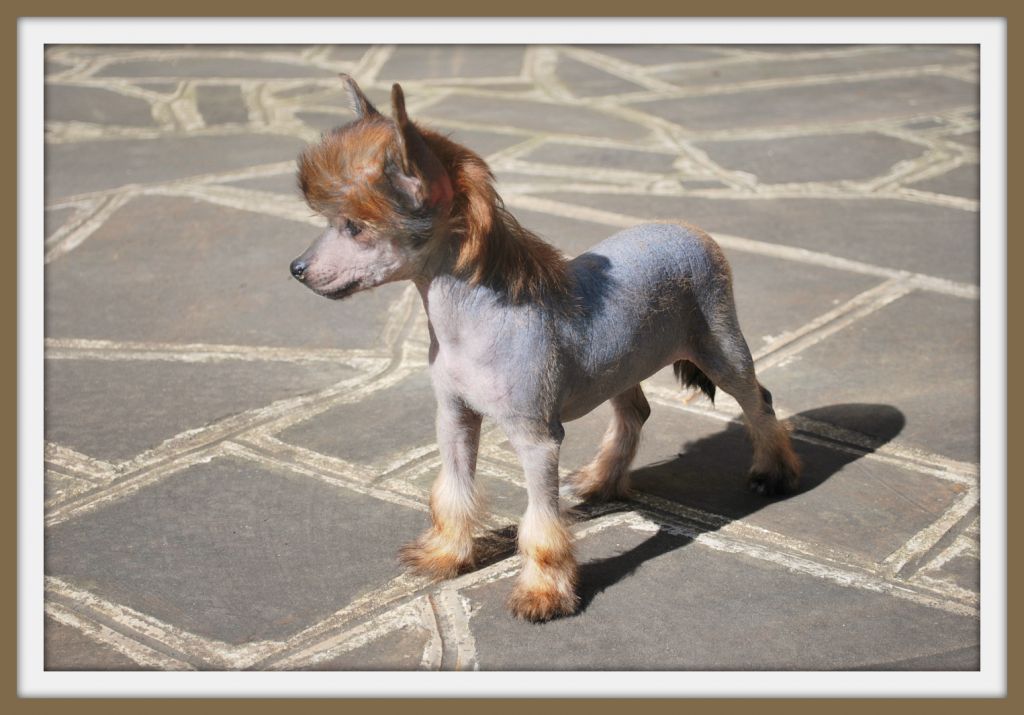 Aretxagako Ametsa Adagietto