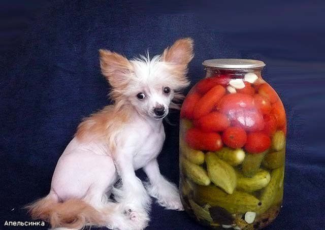 Rus Foreva Gelannaya Apelsinka