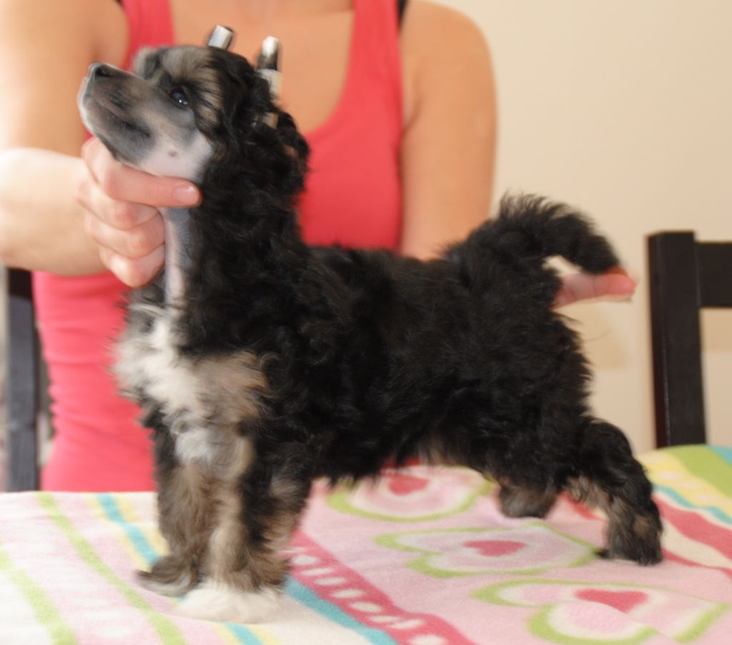 Bed-ma's Dark Legend