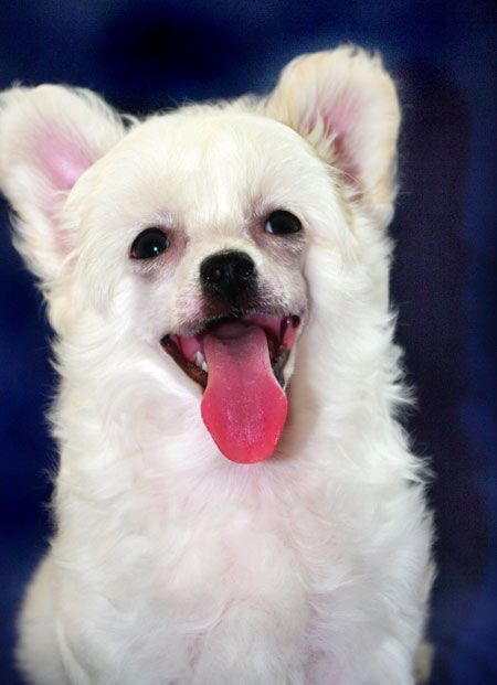 Futureline Felicie VERSALL