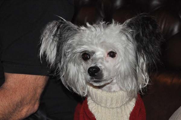 K9Madness Daring Dictator