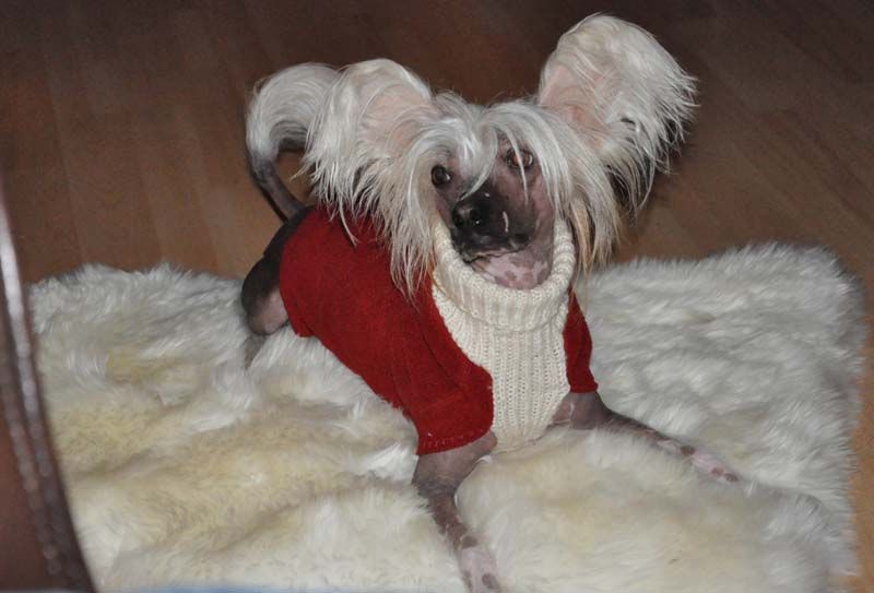 K9Madness Dancing Dragon