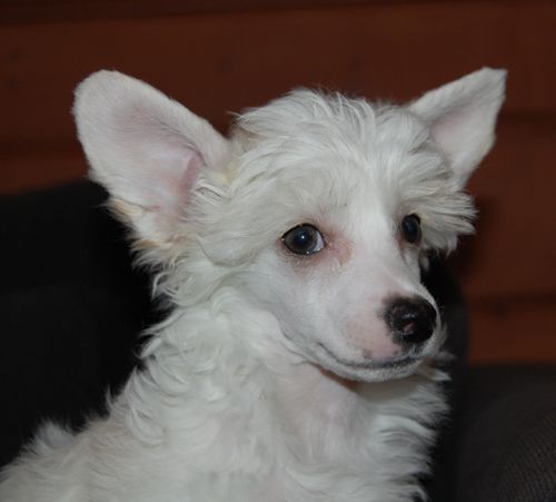 K9Madness Demonic Desire