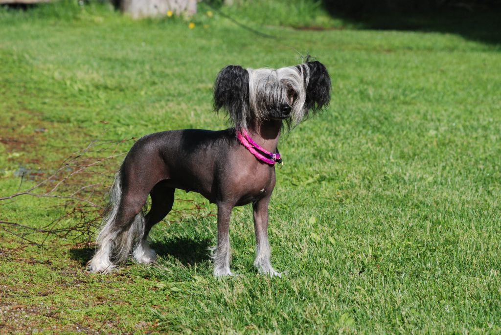 K9Madness Dizzy Duracell