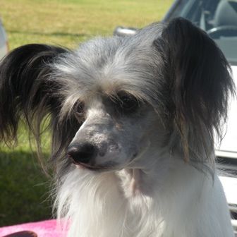 Leechrista Astin Martin