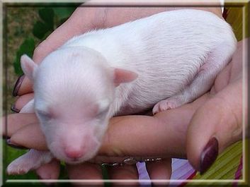 Aquamarine Magic Harmony