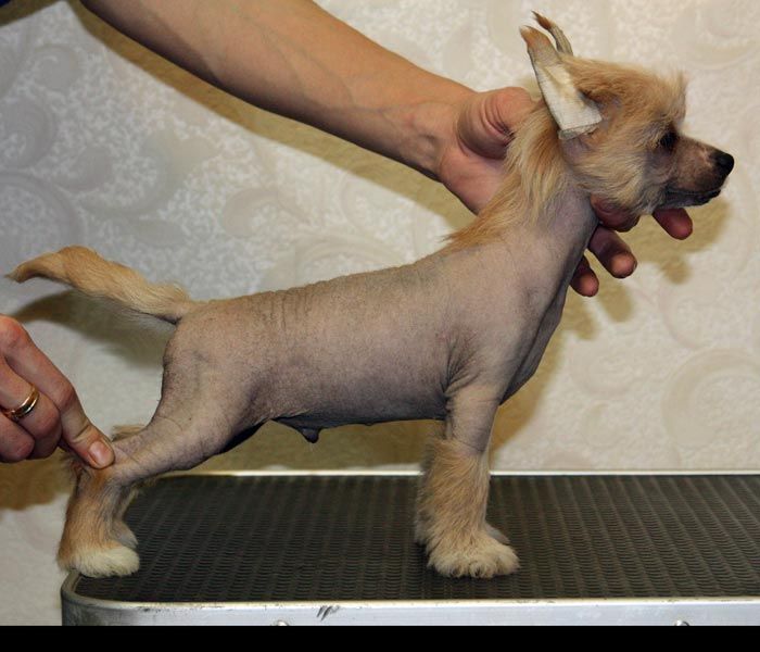 Olegro Katrin Charly