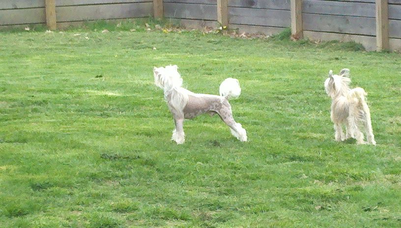 Krishna Painted for Baldpark