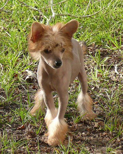 Altacrest's Boss Man