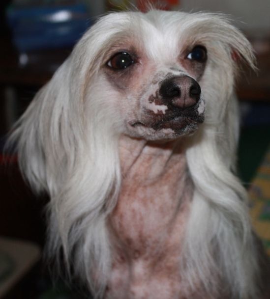 Kado Kitaiski Potselui Chestina