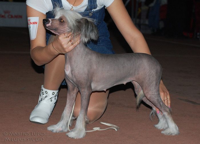 Kado Kitaiski Potselui Chefans