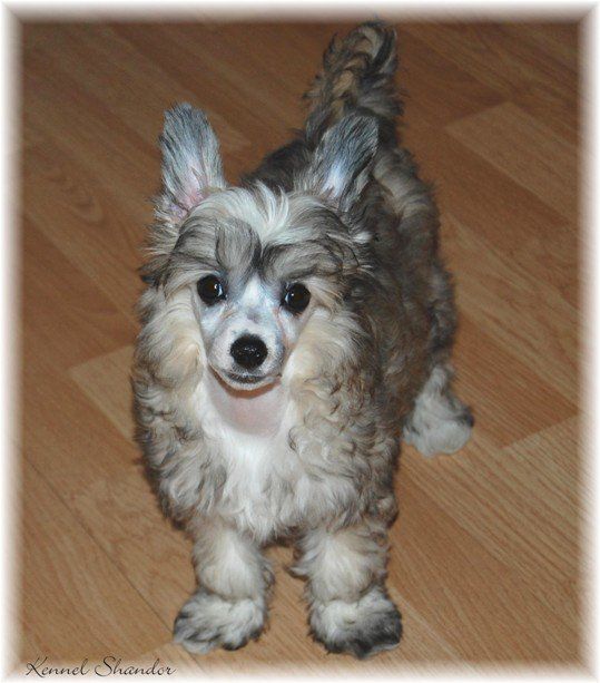 Shandor's Happy Harmony