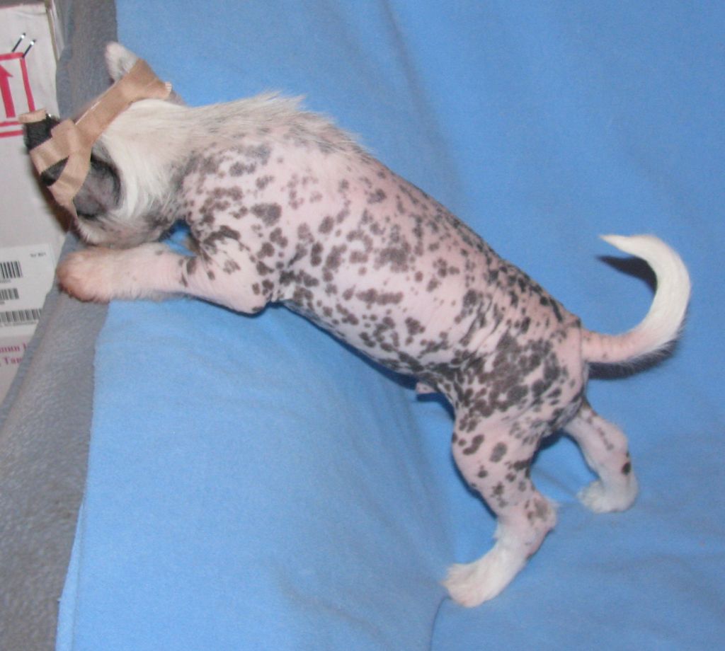 Opus Palmare Salvador Dali