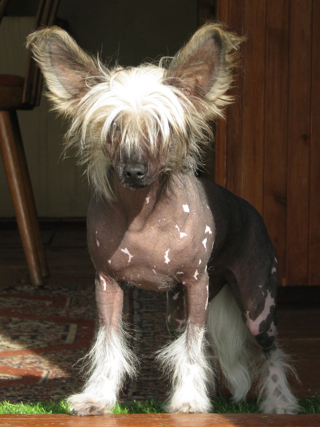 Opus Palmare Saint Trinity