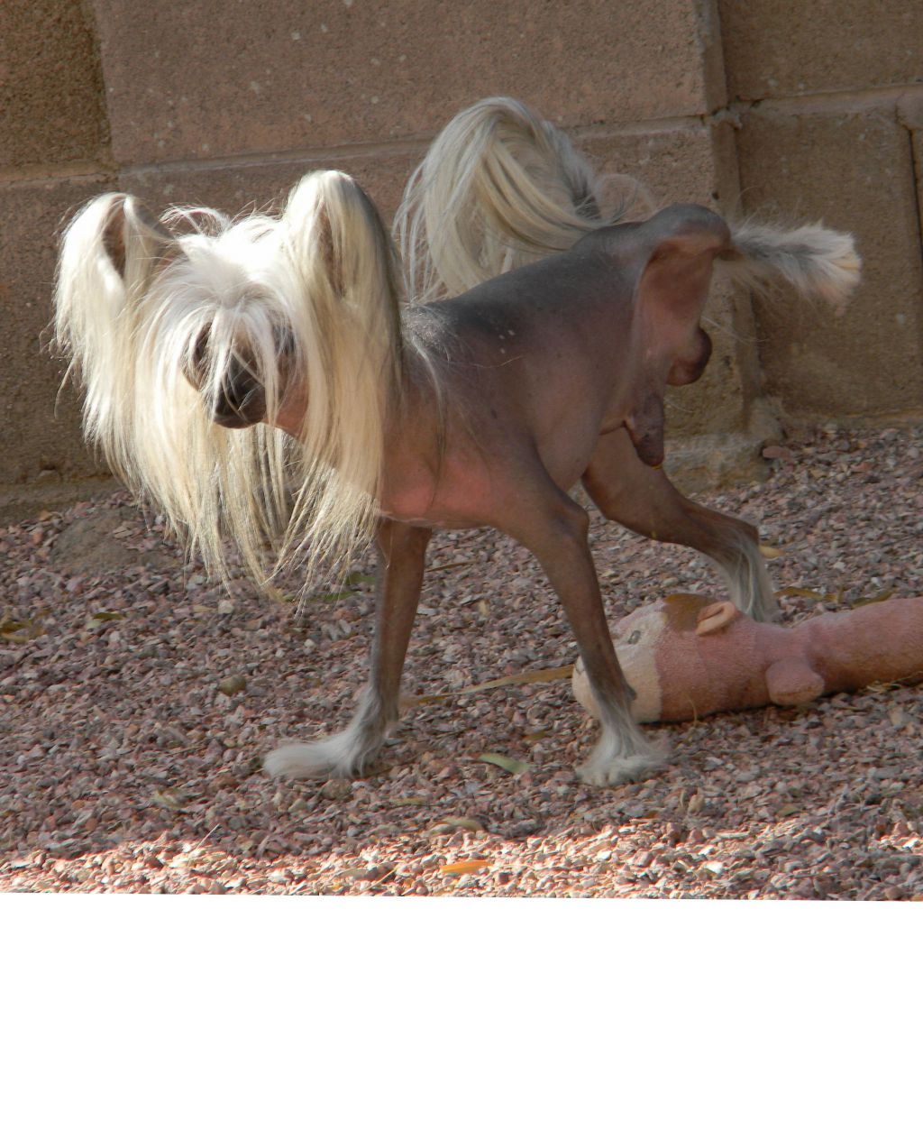 D'Nude's Designer Genes