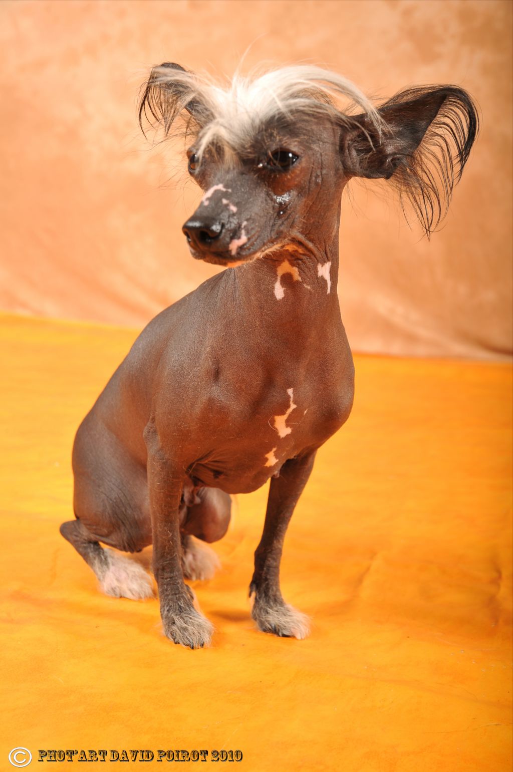 daphnée de Caroliange