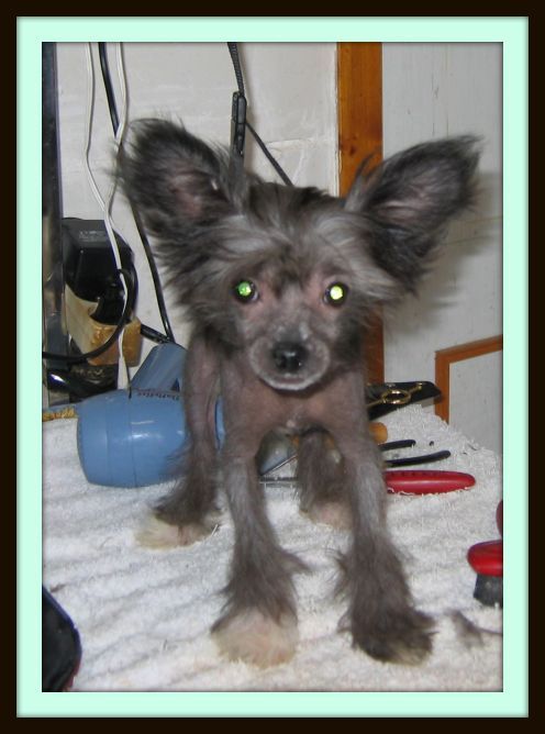 Ds-palace Pheco du soleil levant de lastreche