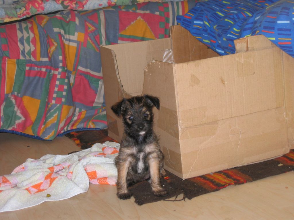 car-heisse du soleil levant de lastrèche