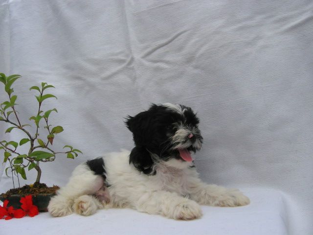 bha-lee du soleil levant de lastrèche