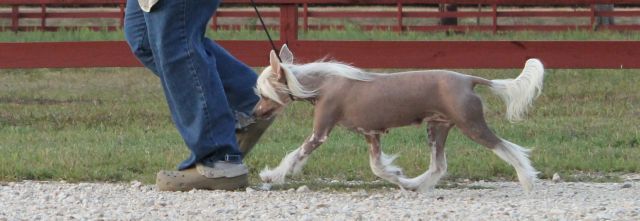 Cabaret's Chaca Kaan I Feel For You