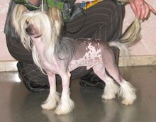 Vernisazh Mari Yudel White Velvet