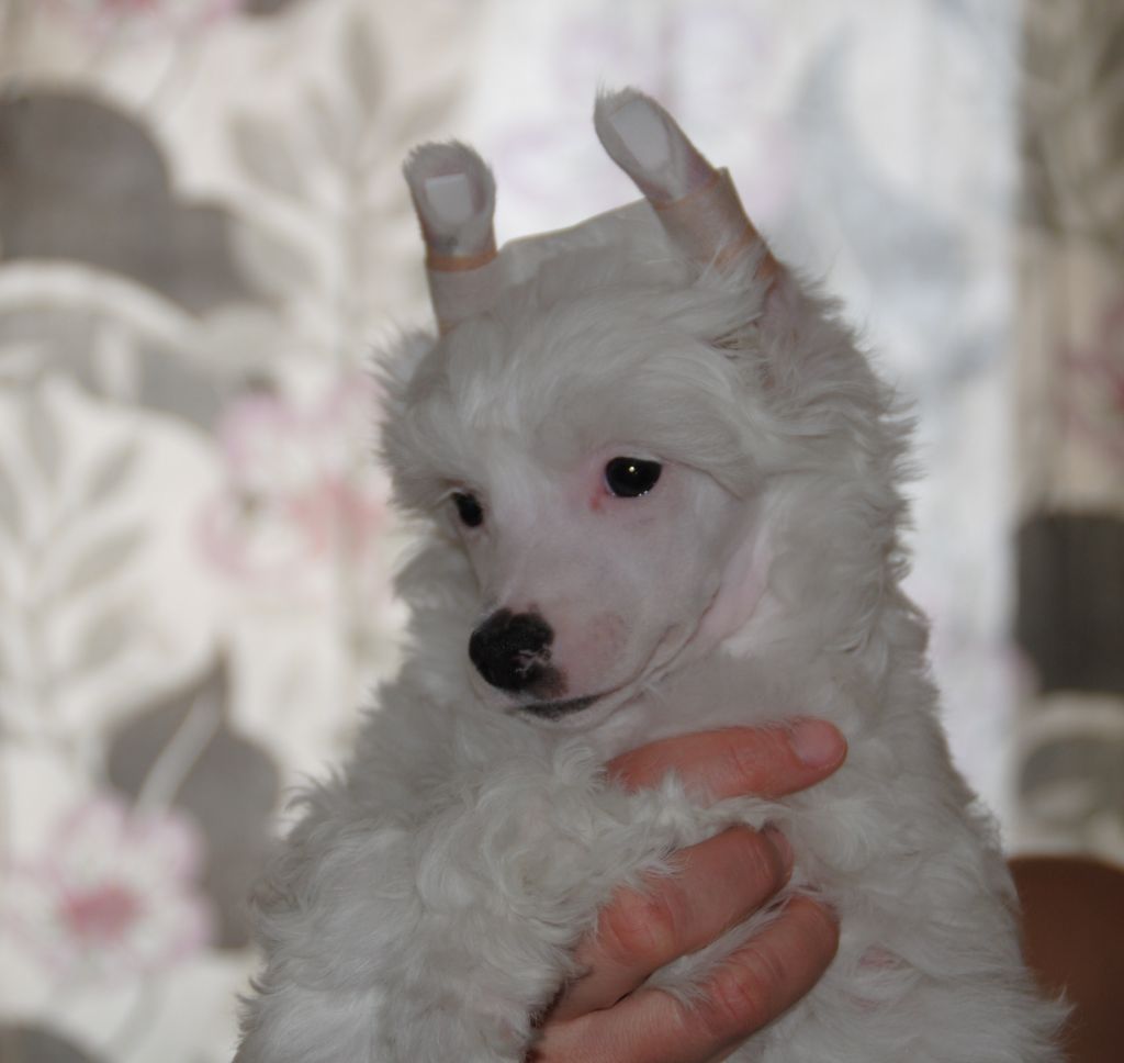 Bed-ma's Dealer Takes All