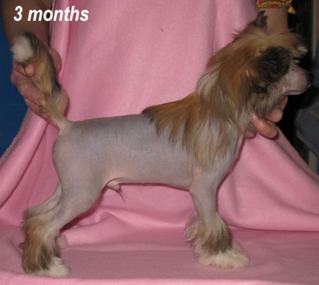 Vernisazh Mari Elisey