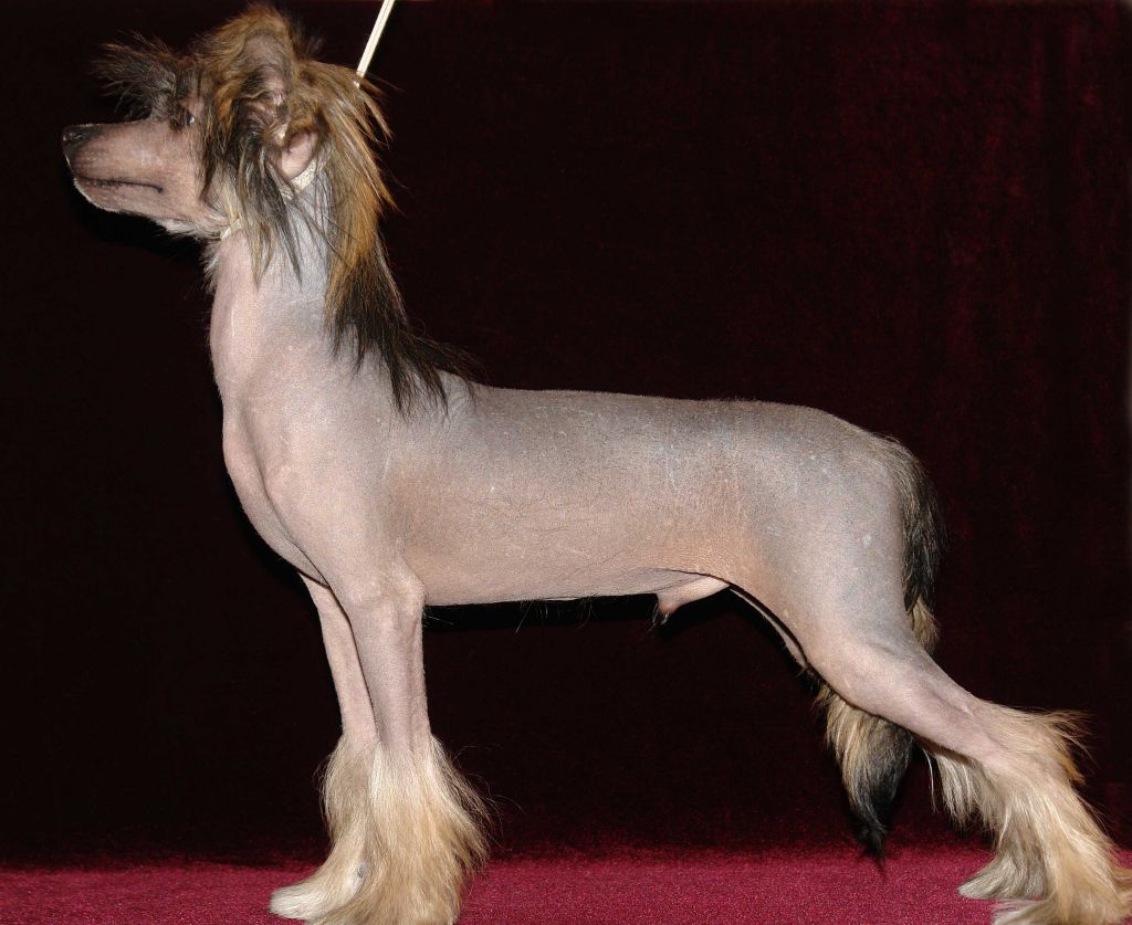 Black  Wins iz Diamond Sity