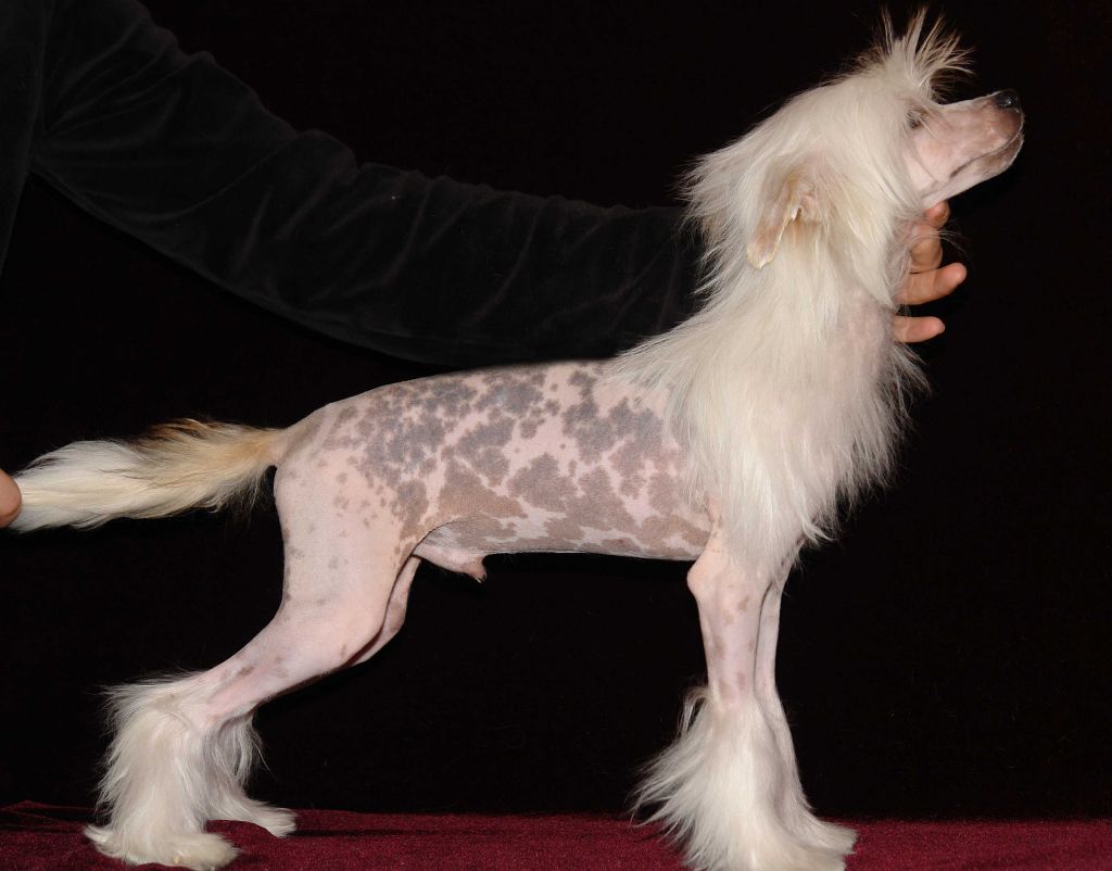 Bumble Bee iz Diamond Sity