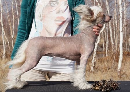 Beautiful Queen iz Diamond Sity