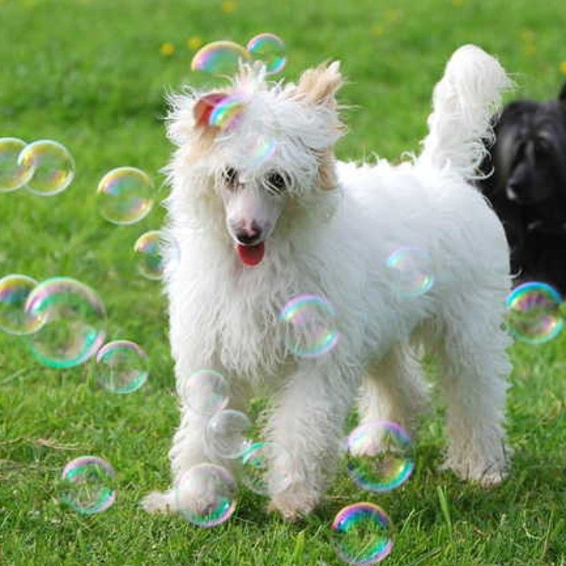 Hvitur von den Windpferden