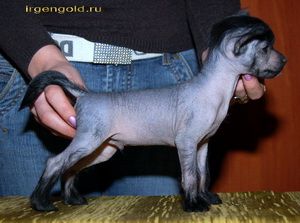 Irgen Gold Chingachguk