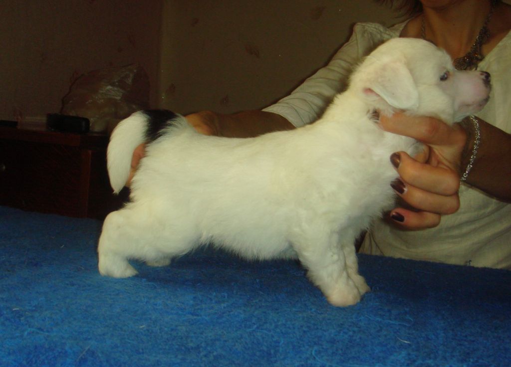 Bonissimo Silveri Viking