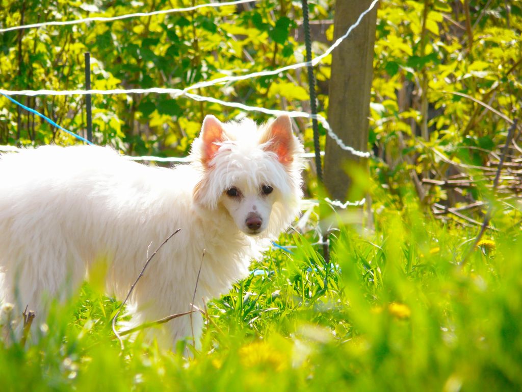 Beibi Bellis Darydakles