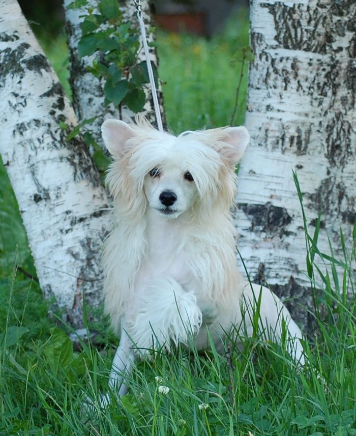 Volshebnaja Loshadka Lukas