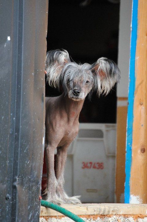 Windy Willow's Beaufort d'hiver