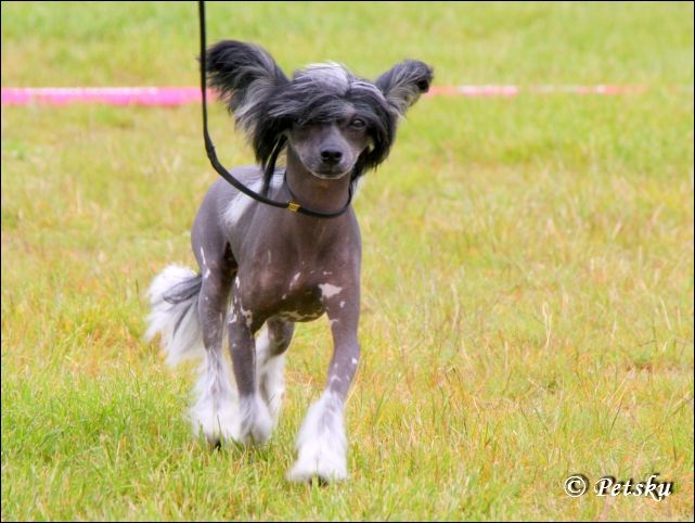 Windy Willow's Bleu de Septmoncel