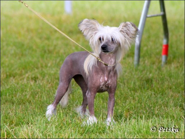 Windy Willow's Brin d'Amour