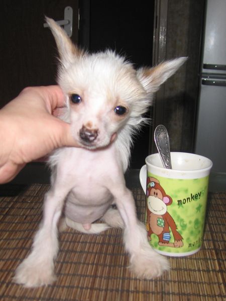 Apriori Vip Eldorado