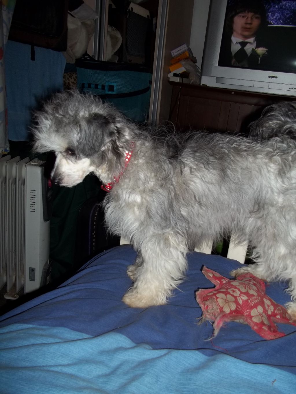 Vanitonia Pier Angeli