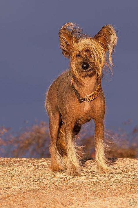 Maybell's Fit For Fable