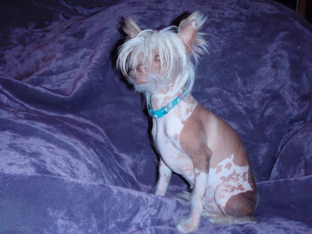 My Lucky Lilly Delight