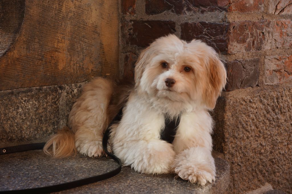 Galahad Of The Queens Club