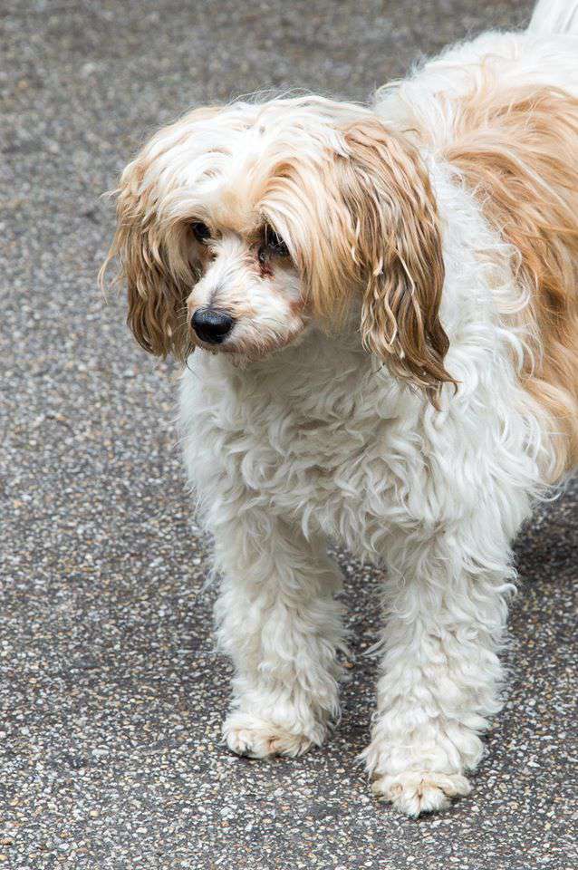 Gold Finger Of The Queens Club