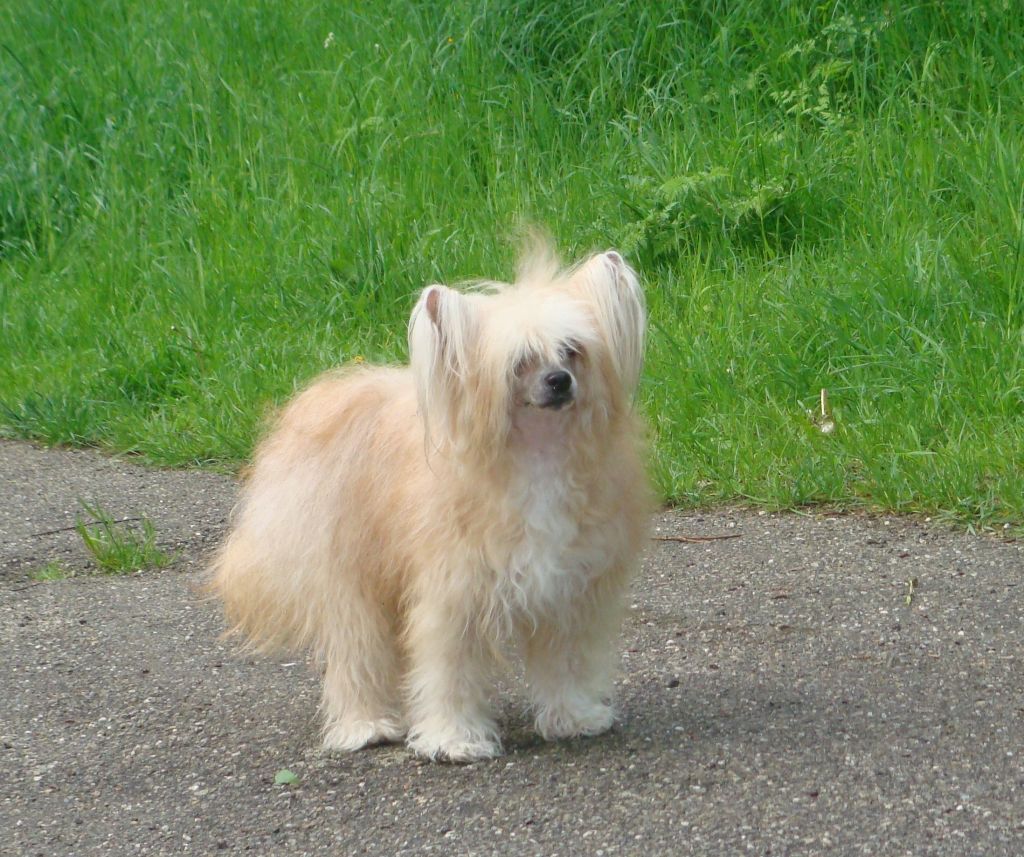 I Feel Good Little Champs