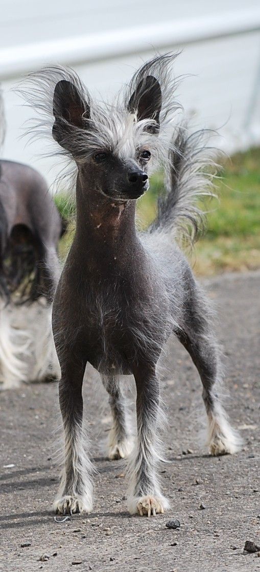 Dee Dee Pheco du Soleil Levant de Lastrèche