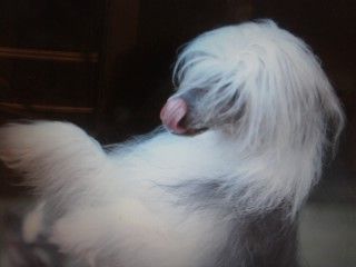 Pentastar's Busted for Speeding