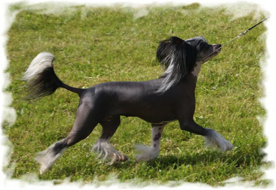 Shandor's Incredible Inez